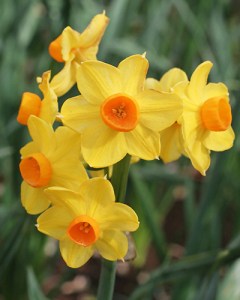 grand soleil d or.jpg